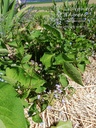 Brunnera macrophylla - la Pépinière d'Agnens