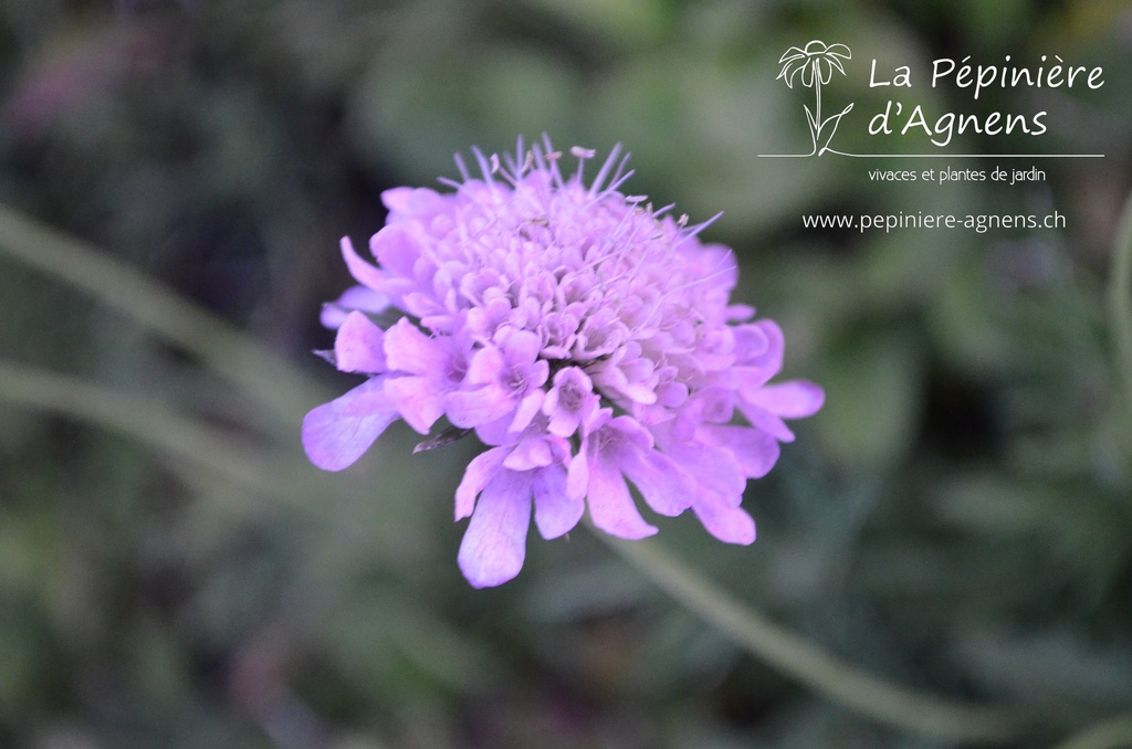 Scabiosa columbaria 'Pincushion Pink'- la Pépinière d'Agnens