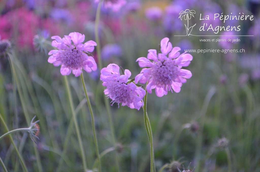 Scabiosa columbaria 'Pincushion Pink'- la Pépinière d'Agnens