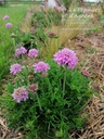 Scabiosa columbaria 'Pink Mist'- la Pépinière d'Agnens