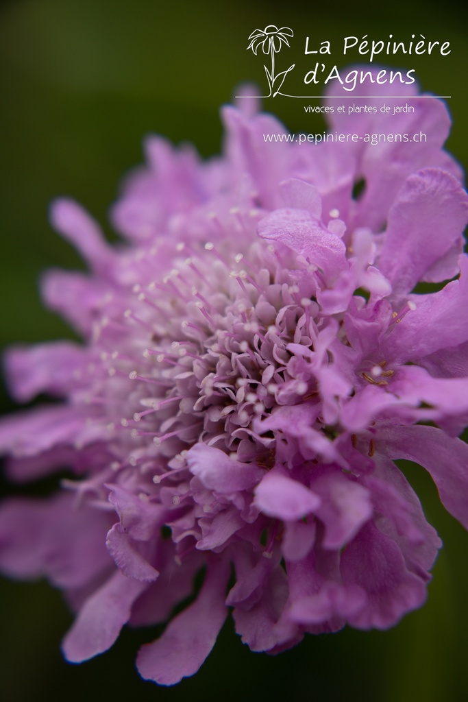 Scabiosa columbaria 'Pink Mist'- la Pépinière d'Agnens