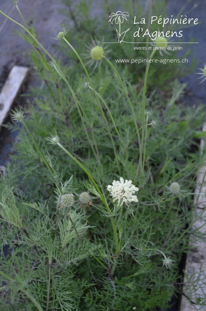 Scabiosa ochroleuca 'Moon Dance'- la Pépinière d'Agnens