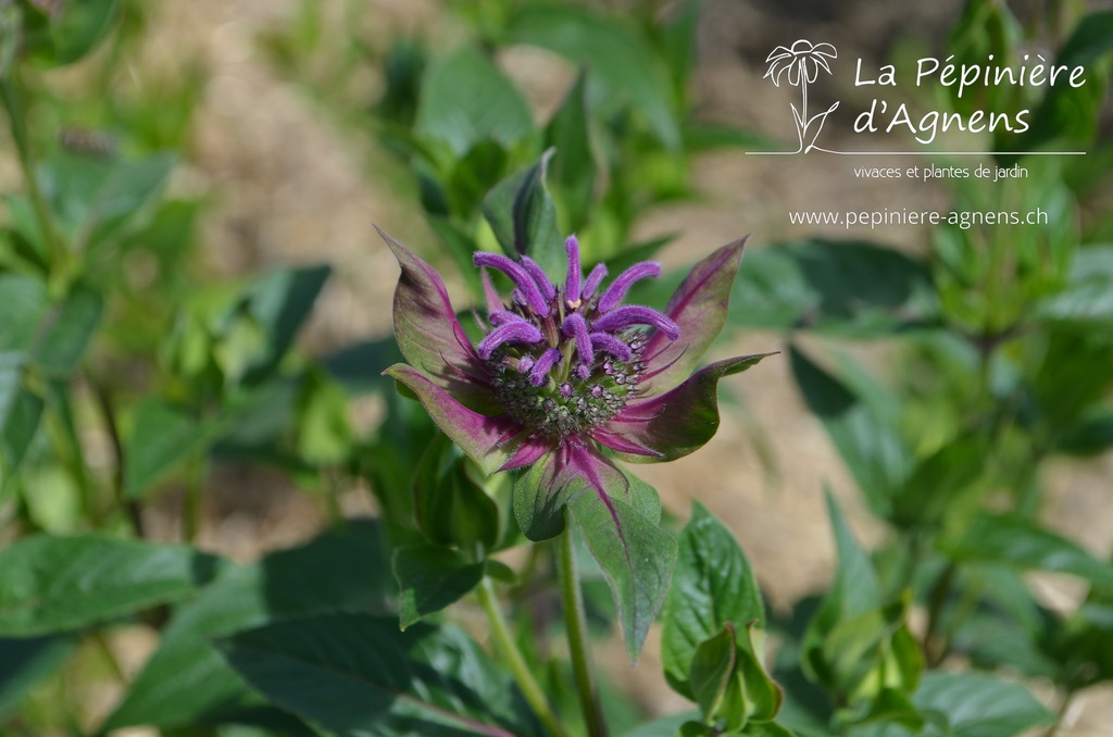 Monarda hybride 'Scorpion' - la Pépinière d'Agnens