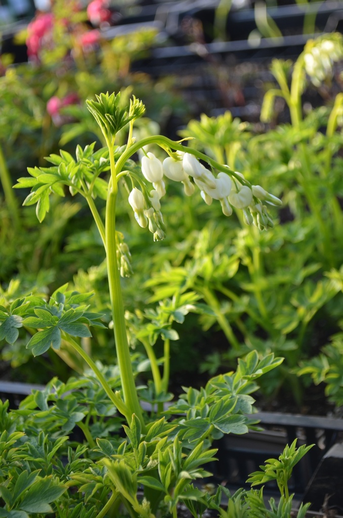 Lamprocapnos spectabilis 'Alba' - la Pépinière d'Agnens