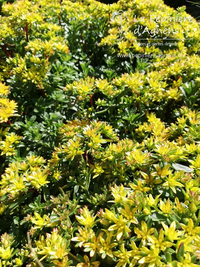 Sedum floriferum 'Weihenstephaner Gold'- la Pépinière d'Agnens