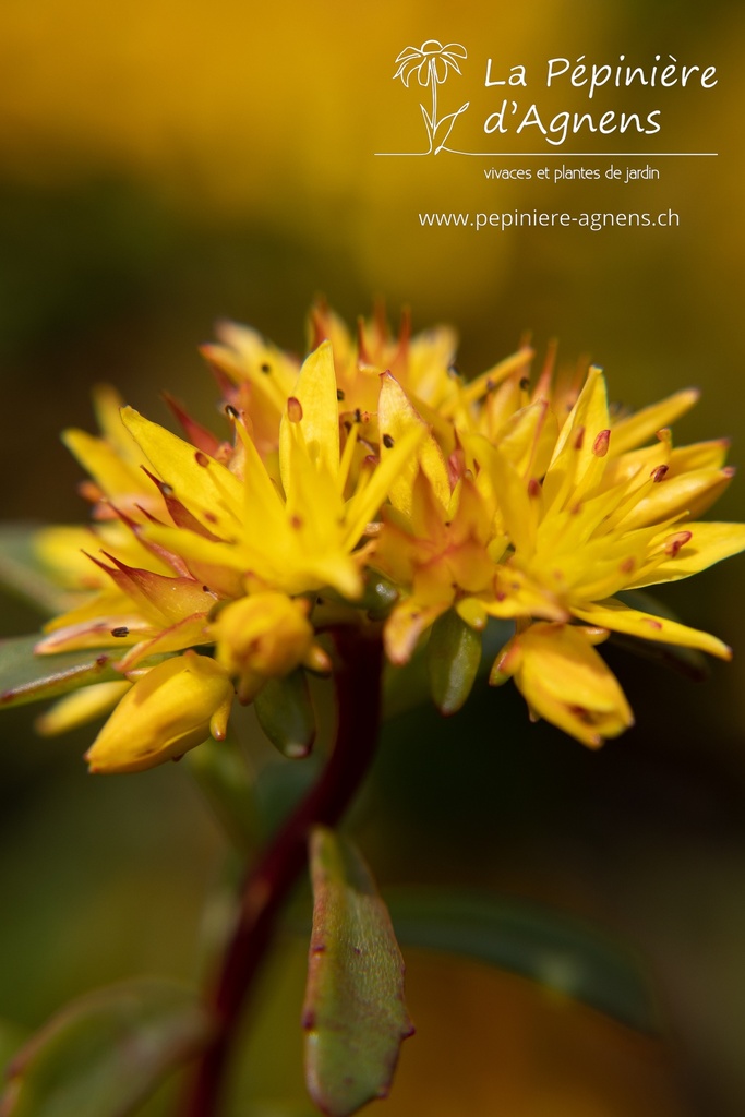 Sedum floriferum 'Weihenstephaner Gold'- la Pépinière d'Agnens