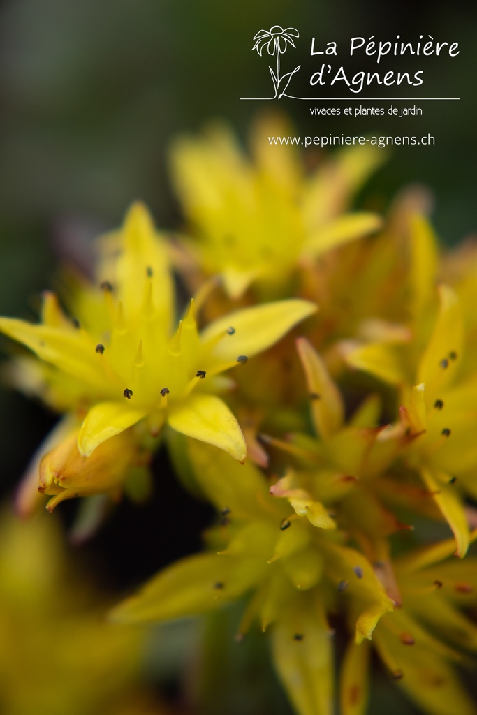 Sedum floriferum 'Weihenstephaner Gold'- la Pépinière d'Agnens