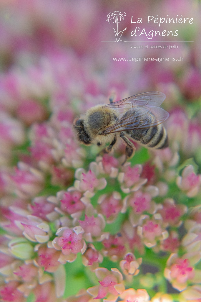 Sedum hybride 'Herbstfreude'- la Pépinière d'Agnens