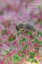 Sedum hybride 'Herbstfreude'- la Pépinière d'Agnens