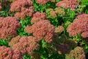 Sedum hybride 'Herbstfreude'- la Pépinière d'Agnens