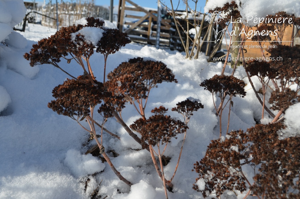 Sedum hybride 'Herbstfreude'- la Pépinière d'Agnens