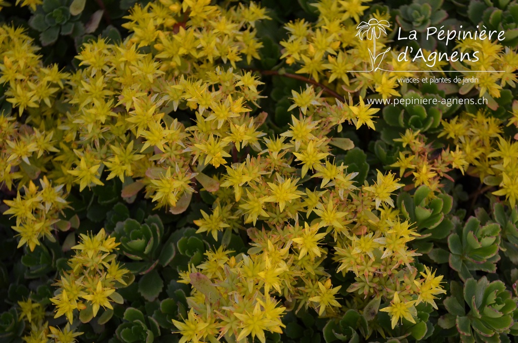 Sedum hybride 'Immergrünchen'- la Pépinière d'Agnens