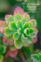 Sedum hybride 'Immergrünchen'- la Pépinière d'Agnens