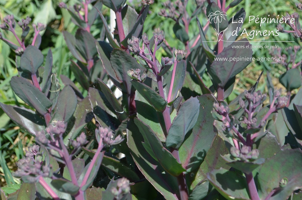 Sedum hybride 'Matrona'- la Pépinière d'Agnens