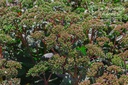 Sedum hybride 'Matrona'- la Pépinière d'Agnens