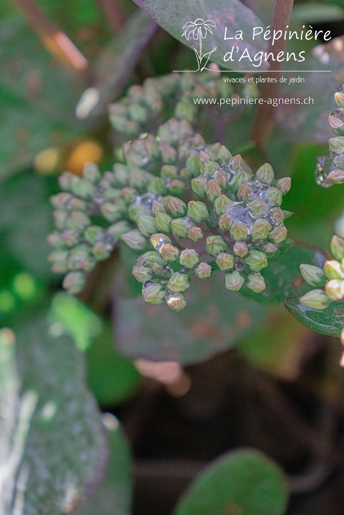 Sedum hybride 'Matrona'- la Pépinière d'Agnens