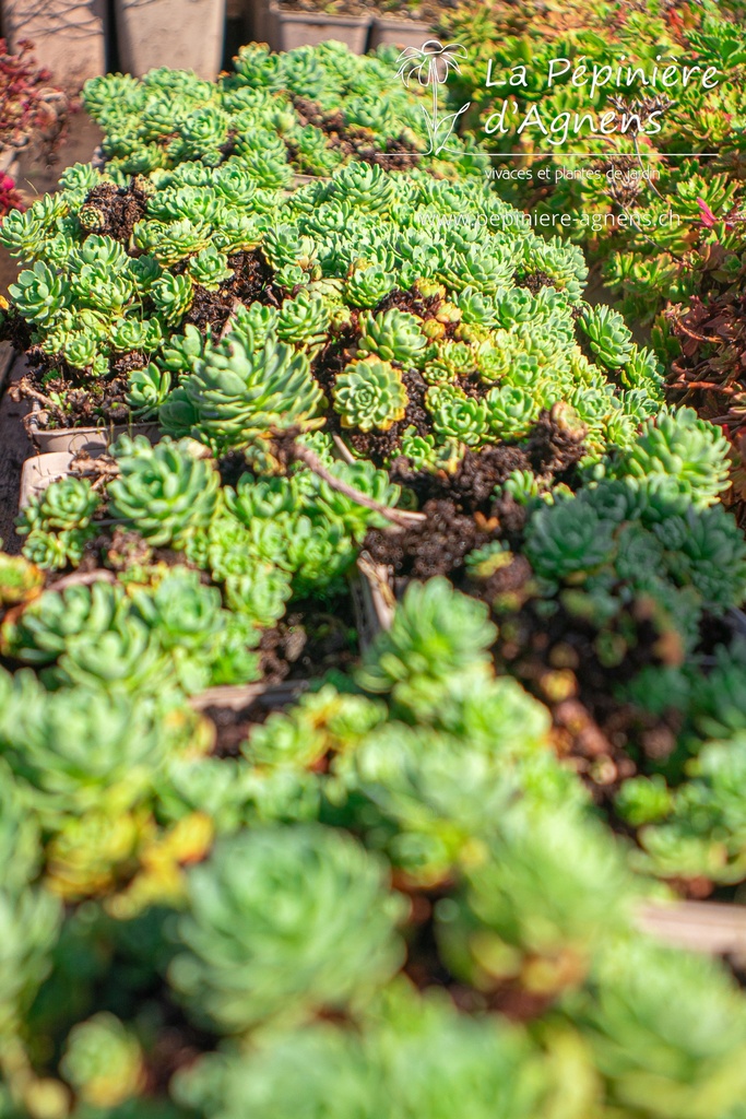 Sedum pachyclados- la Pépinière d'Agnens