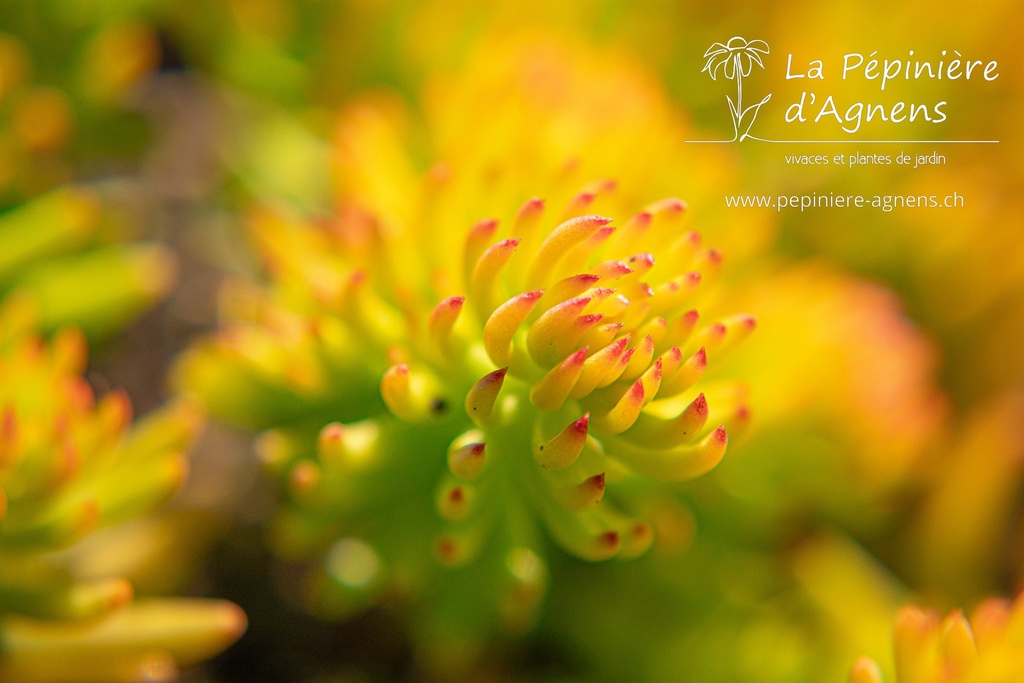 Sedum reflexum 'Angelina'- la Pépinière d'Agnens