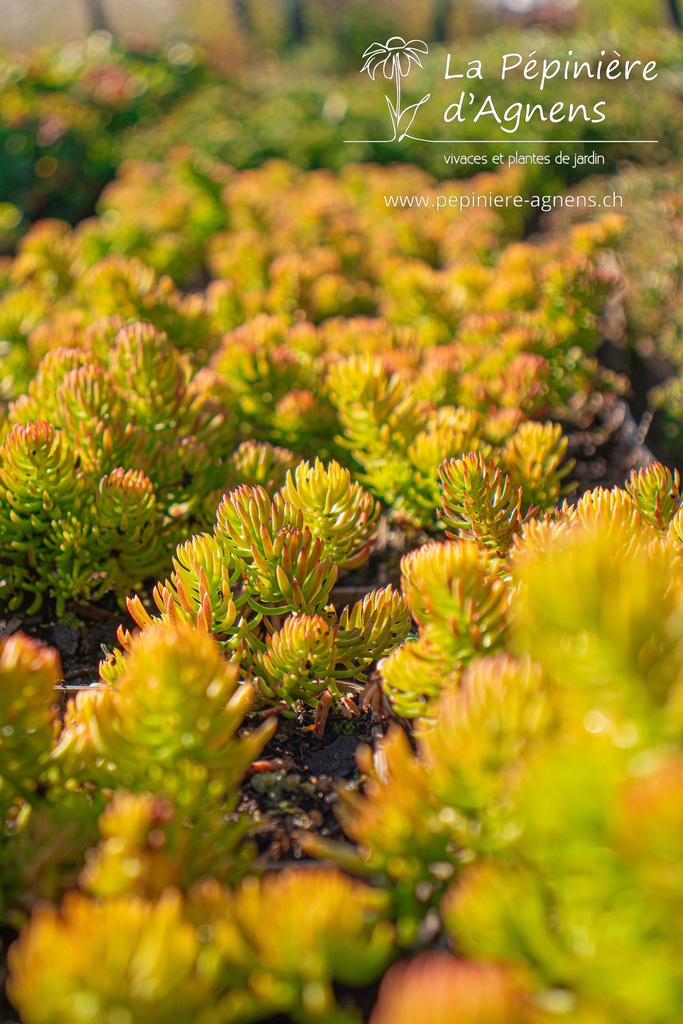 Sedum reflexum 'Angelina'- la Pépinière d'Agnens