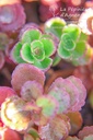 Sedum spurium 'Fuldaglut'- la Pépinière d'Agnens