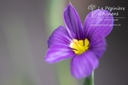 Sisyrinchium angustifolium 'Lucerne'- la Pépinière d'Agnens