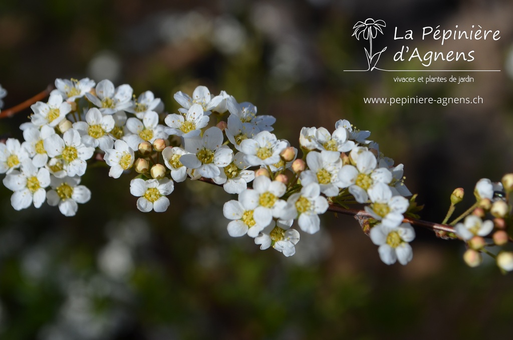 Spiraea cinerea 'Grefsheim'- la Pépinière d'Agnens