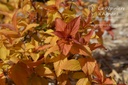 Spiraea japonica 'Goldflame'- la Pépinière d'Agnens