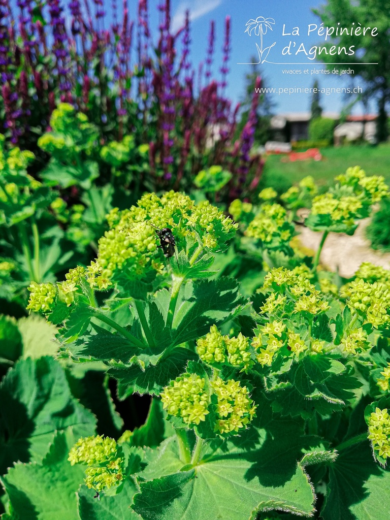 Alchemilla mollis - La pépinière d'Agnens