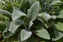 Stachys byzantina 'Silver Carpet'- la Pépinière d'Agnens