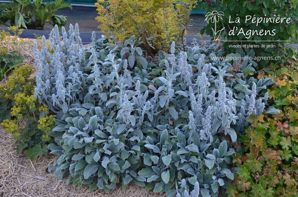 Stachys byzantina 'Silver Carpet'- la Pépinière d'Agnens