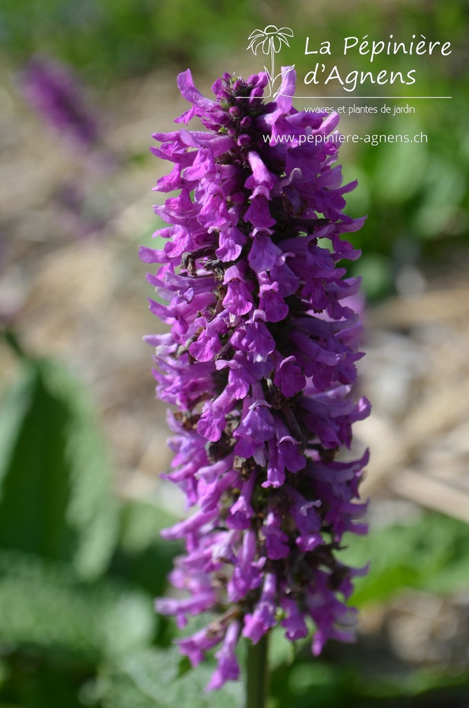 Stachys monnieri 'Hummelo'- la Pépinière d'Agnens