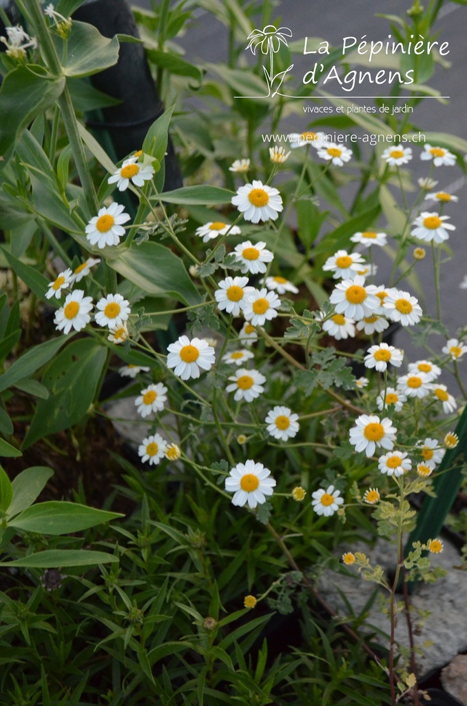 Tanacetum niveum 'Jackpot' - la Pépinière d'Agnens