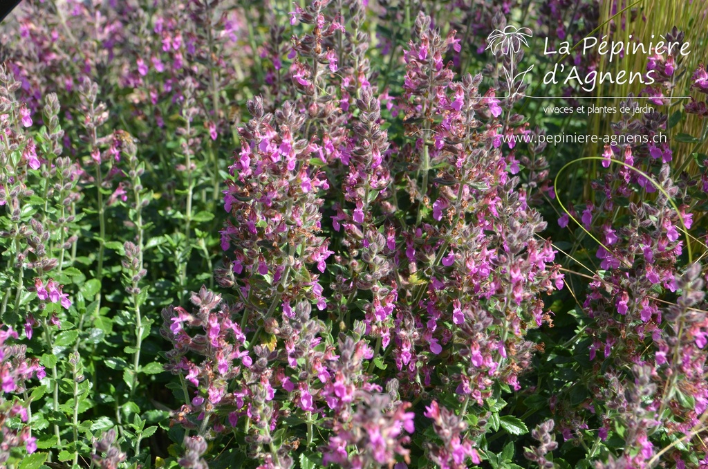 Teucrium lucidrys (x) - la Pépinière d'Agnens