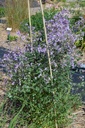 Thalictrum delavayi hinckley - la Pépinière d'Agnens