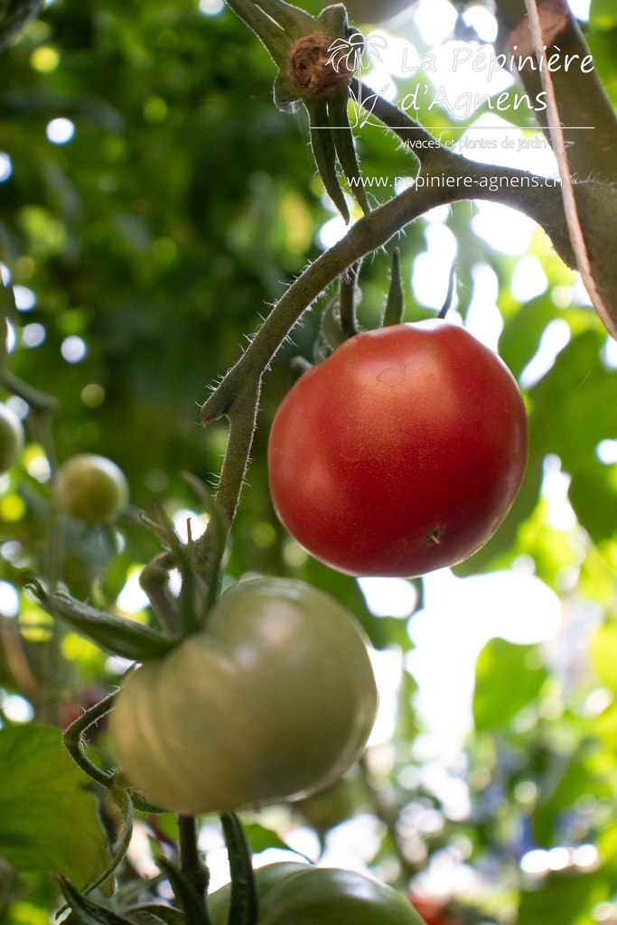 Tomate à fruits charnus 'Rose de Berne' - la Pépinière d'Agnens