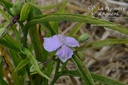 Tradescantia andersoniana (x) 'Bilberry Ice' - la Pépinière d'Agnens