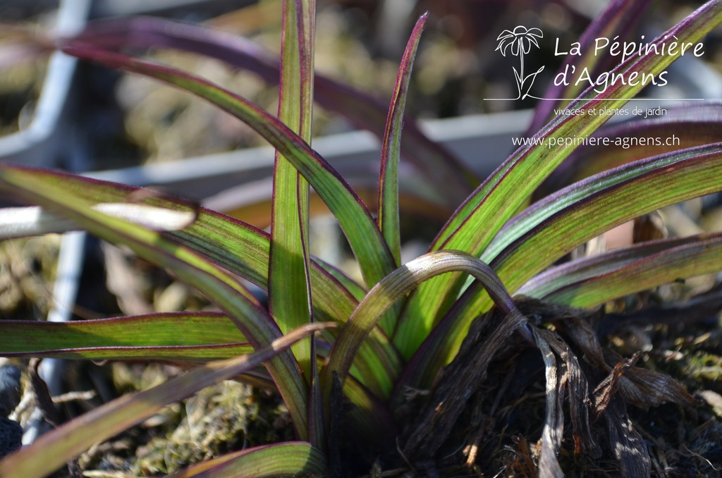 Tradescantia andersoniana (x) 'Bilberry Ice' - la Pépinière d'Agnens