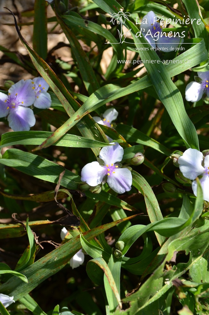 Tradescantia andersoniana (x) 'Bilberry Ice' - la Pépinière d'Agnens