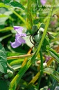 Tradescantia andersoniana (x) 'J.C. Weguelin' - la Pépinière d'Agnens