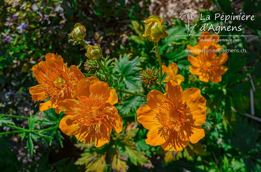 Trollius chinensis 'Golden Queen' - la Pépinière d'Agnens