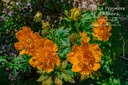 Trollius chinensis 'Golden Queen' - la Pépinière d'Agnens