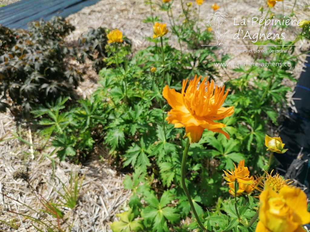 Trollius chinensis 'Golden Queen' - la Pépinière d'Agnens