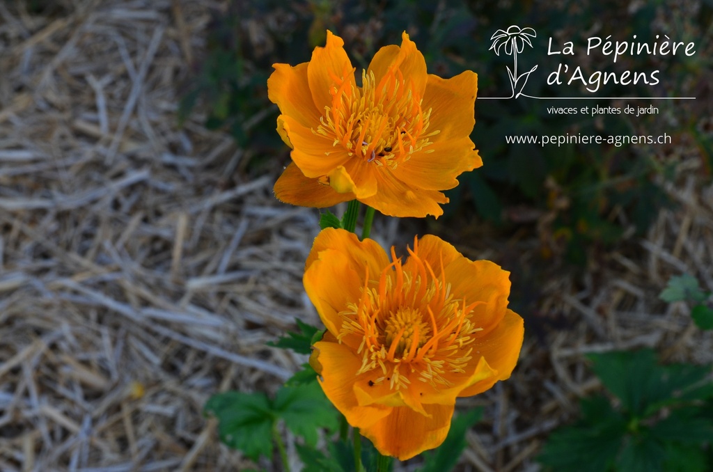 Trollius chinensis 'Golden Queen' - la Pépinière d'Agnens