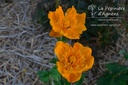 Trollius chinensis 'Golden Queen' - la Pépinière d'Agnens