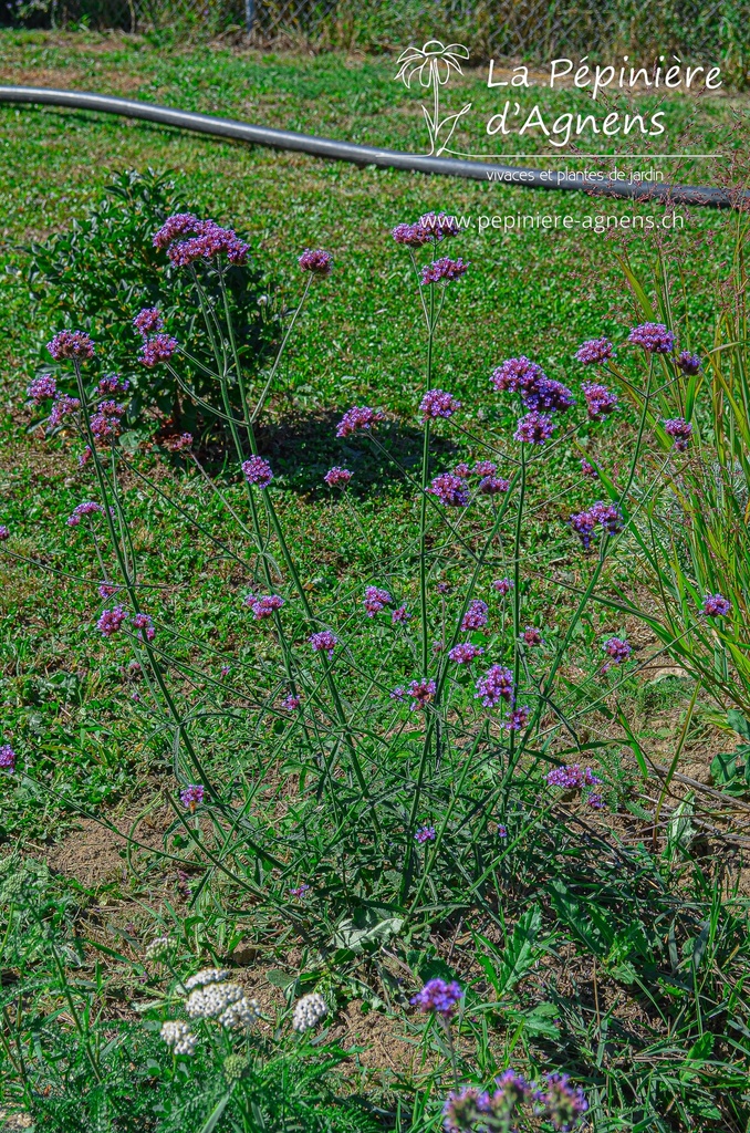 Verbena bonariensis - la Pépinière d'Agnens