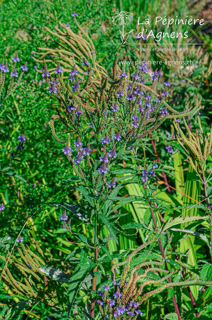 Verbena hastata 'Blue Spires' - la Pépinière d'Agnens