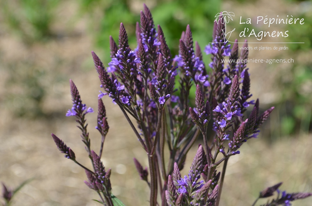 Verbena hastata 'Blue Spires' - la Pépinière d'Agnens