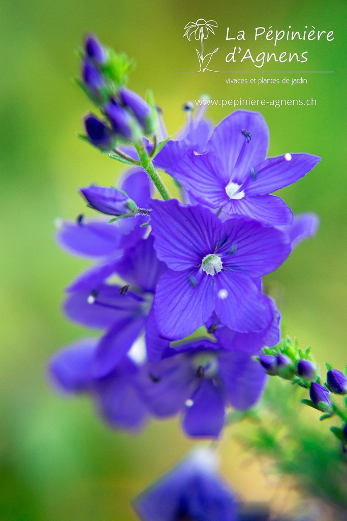 Veronica austriaca ssp. teucrium 'Knallblau' - la Pépinière d'Agnens