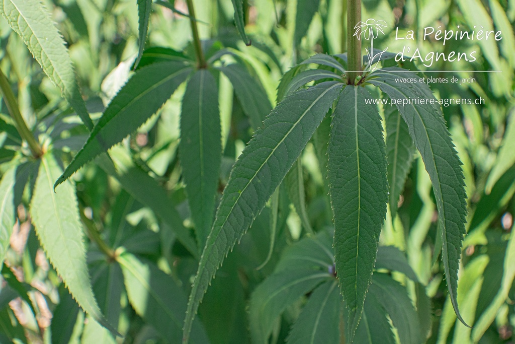 Veronicastrum virginicum 'Fascination'