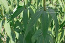 Veronicastrum virginicum 'Fascination'